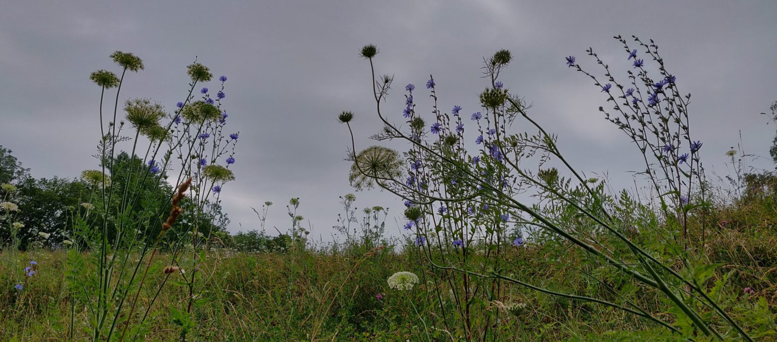 Blumenwiese im Herbst